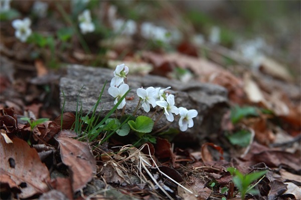 给自己的文案句子 母亲节写给自己的文案句子