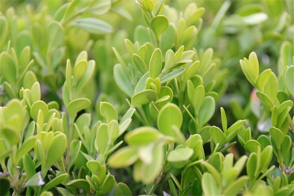 最美晚安心语 祝福晚上好的句子 最美晚安心语