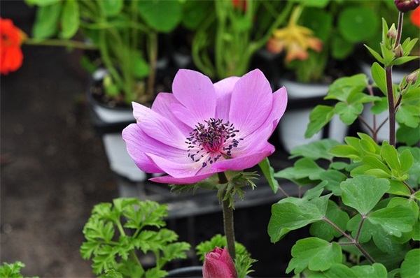 羊年春节微信祝福语 羊年春节微信祝福语