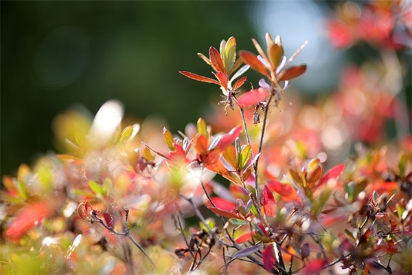 2026五一朋友圈说说 五一节日快乐祝福语大全