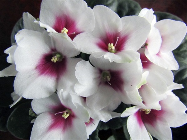 写给新婚夫妇的温馨祝福语 写给新婚夫妇的温馨祝福语