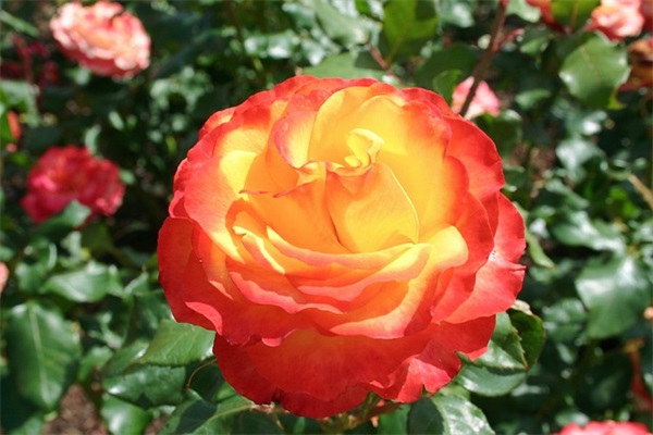 聚会祝福语28句