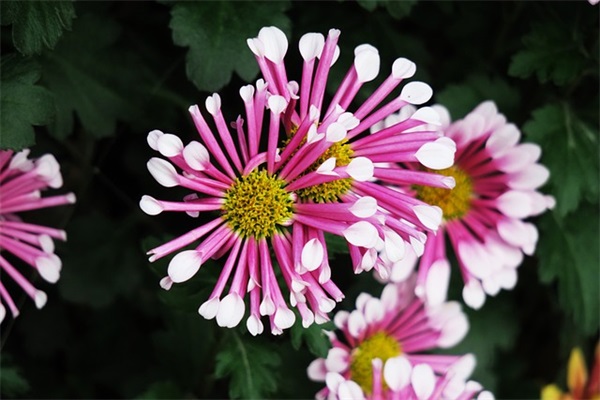 中国植树节祝福语短句 植树节宣传标语 中国植树节祝福语短句 植树节宣传标语