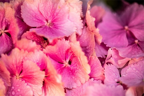 2026年端午节短信祝福语大全 2026年端午节短信祝福语大全