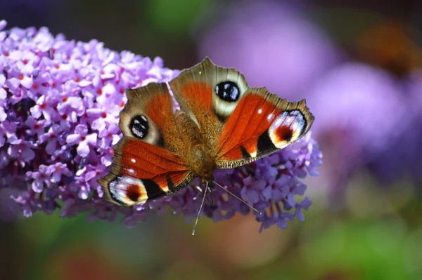 从此忘记一个人的句子