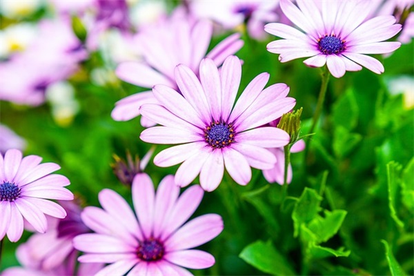 高傲证明单身的句子 抖音最火单身句子