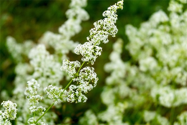 描写初春小草的精彩句子