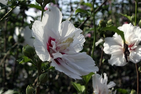 关于云的思念句子 描写云的优美句子