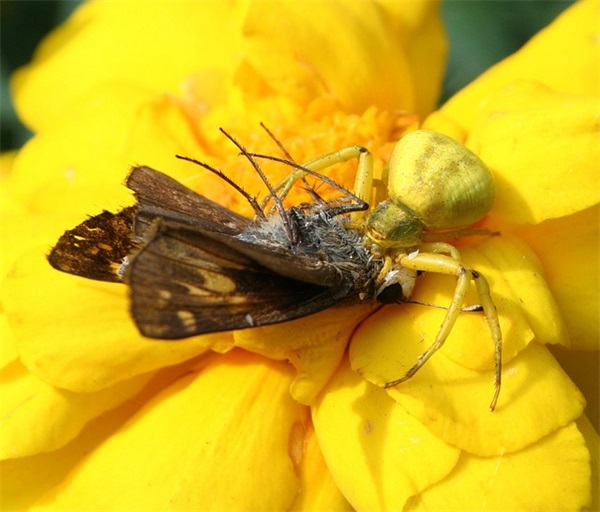 描写荷花姿态的句子29句