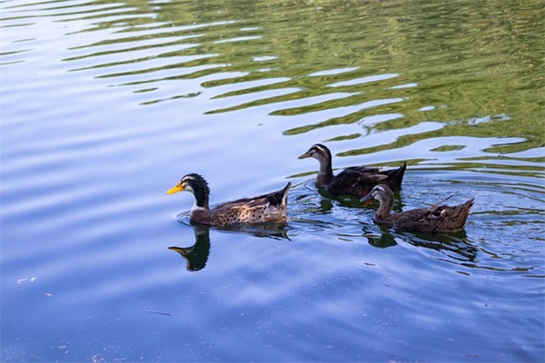 关于七夕的句子