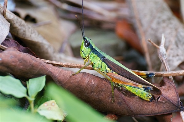 描写小学二年级开学典礼好句子