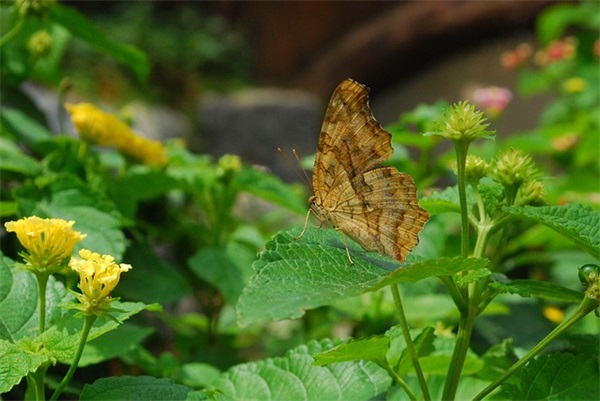 有关明天会更好的句子