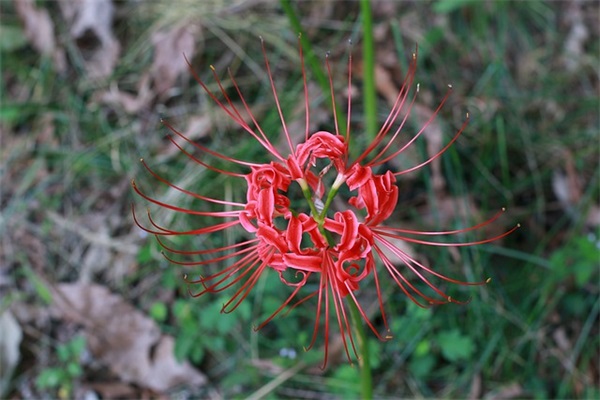 关于生日的温馨优美祝福句子