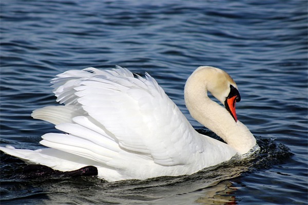 2026年高逼格暗示自己单身的句子