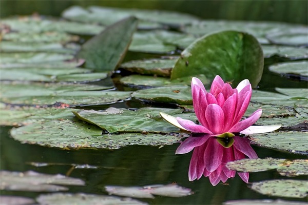 高级有内涵的句子热门2026精选 高级有内涵的句子热门2026精选