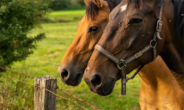 2026早安心语简单句子大全 清晨问候祝福短语