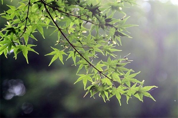 看淡了大彻大悟的句子 佛语点透人生