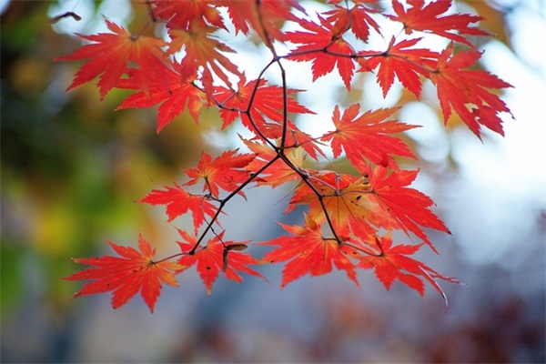 形容人心情纠结的句子