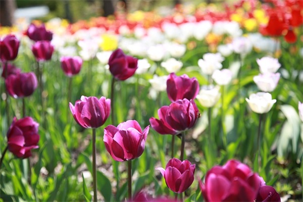 高考祝福寄语 高考祝福语录