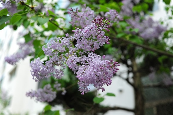 乔迁之喜祝福语 祝贺乔迁之喜的祝福语简单 乔迁之喜祝福语 祝贺乔迁之喜的祝福语简单