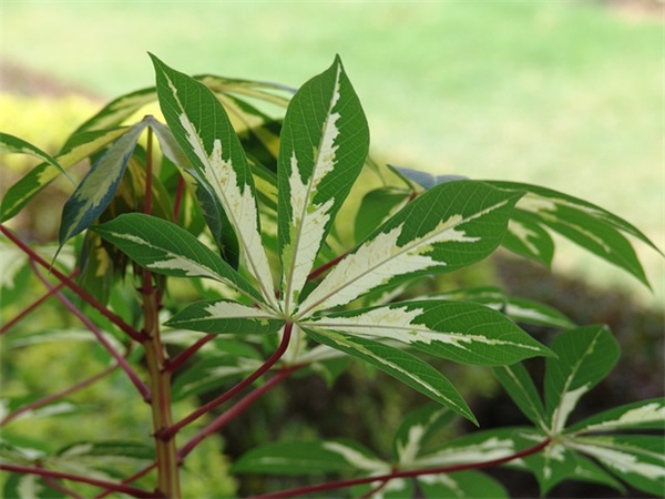 女儿20岁生日祝福语 女儿20岁生日祝福语