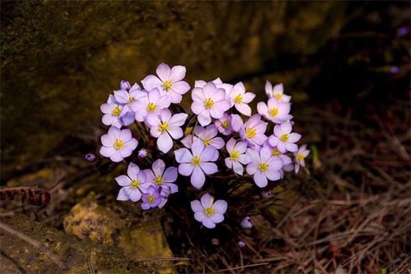 出生婴儿的祝福语 出生婴儿的祝福语