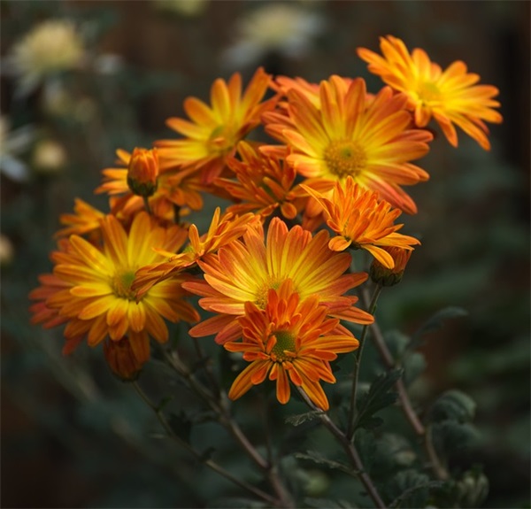 四字祝福语2026 四字祝福语 四字祝福语2026 四字祝福语