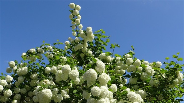 虎年护士节祝福语短句 国际护士节祝福语短句 虎年护士节祝福语短句 国际护士节祝福语短句