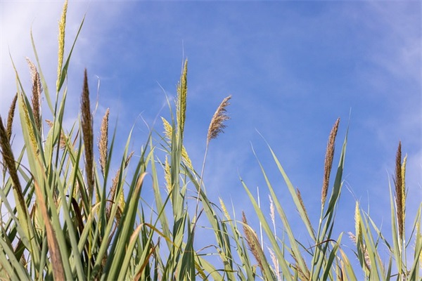 关于映山红的句子有哪些 关于映山红的句子有哪些