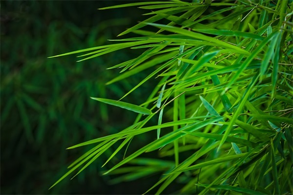 夸赞别人唱歌好听的句子有哪些？