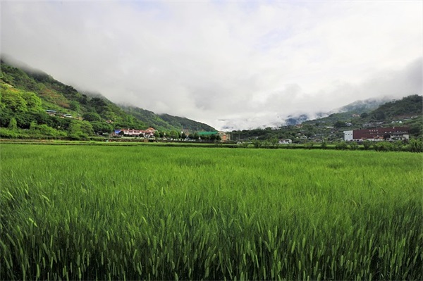 玫瑰花句子及图片大全(玫瑰花图片大全大图高清玫瑰)