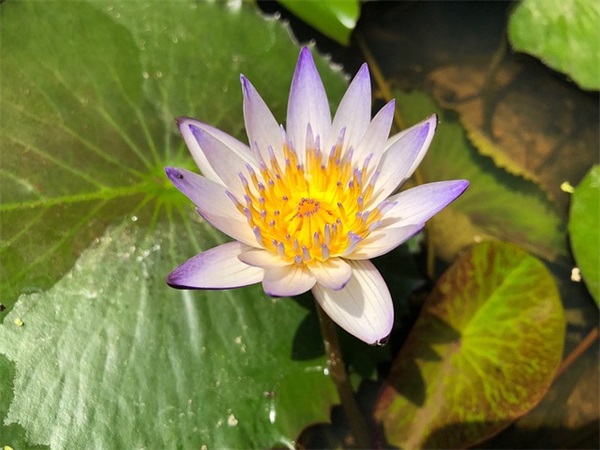 生活的无奈与艰辛句子 生活的无奈与艰辛句子