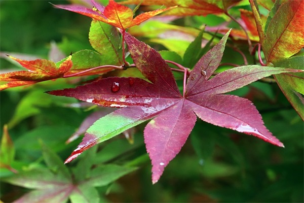 祝愿健康的话语 祝福健康快乐的句子