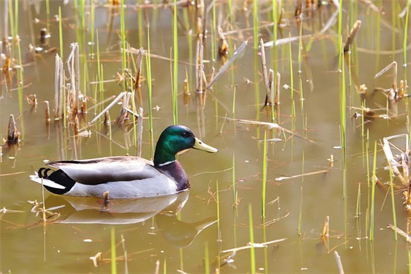 心知肚明不拆穿的句子