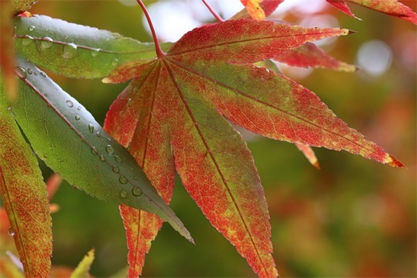 痛到心碎的句子 疼到骨子里心碎的句子 痛到心碎的句子 疼到骨子里心碎的句子
