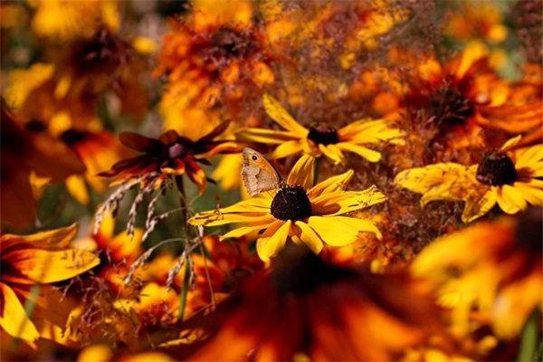 放松心情享受大自然的句子(享受大自然的心情短语) 放松心情享受大自然的句子(享受大自然的心情短语)