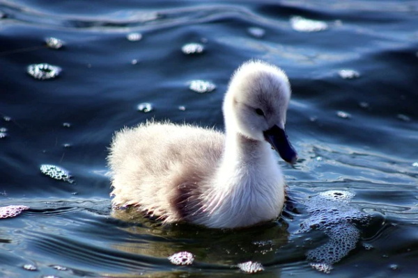 不敢触摸爱情的句子