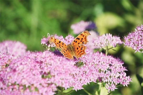 描写感动的句子 描写感动的优美句子