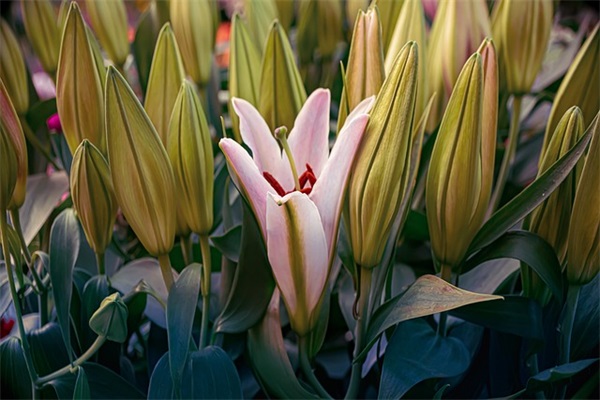 富有诗意而悲伤的句子