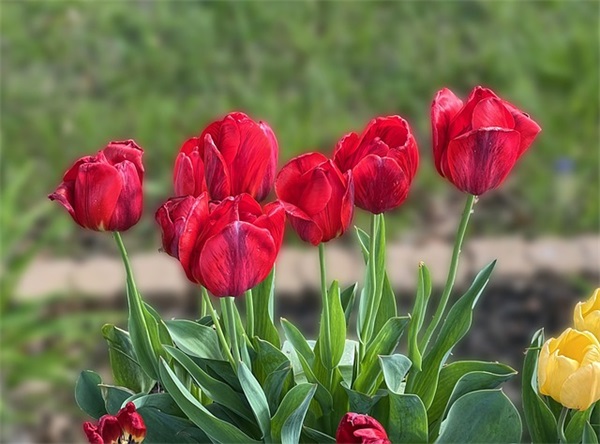 抖音最火生日文字句子