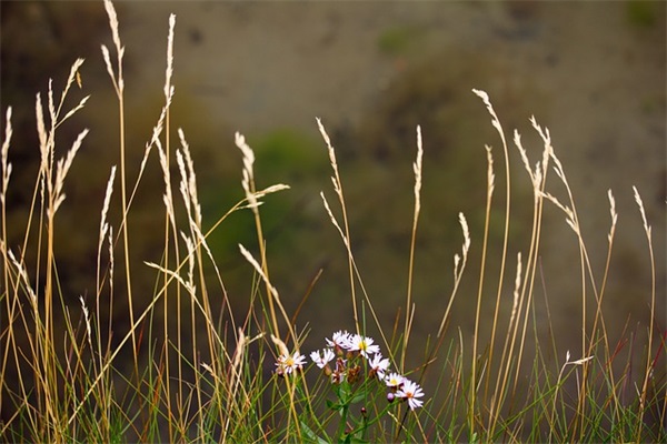 描写老师的优美句子 描写老师的优美句子开头