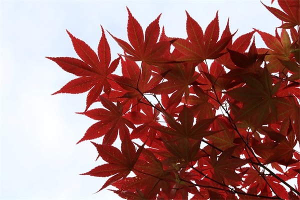 2026年生日祝福语大全99句