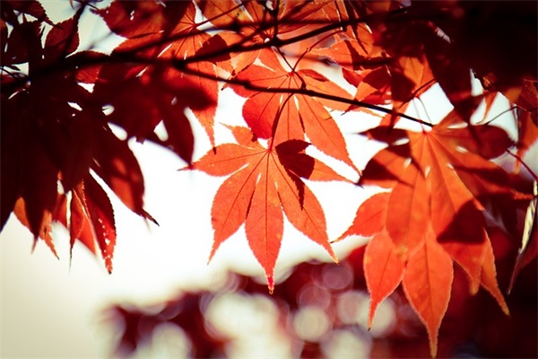 国庆节的祝福语50字87句 国庆节的祝福语50字87句