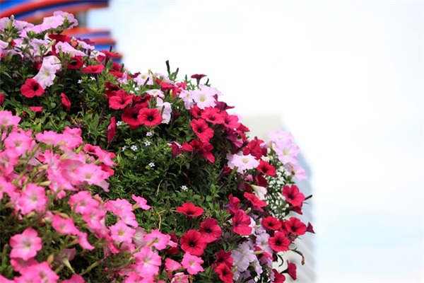 结婚日的祝福语 【结婚祝福语2026最火句子】