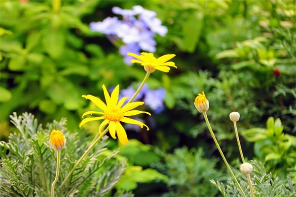 56岁生日祝福语简短独特-85句