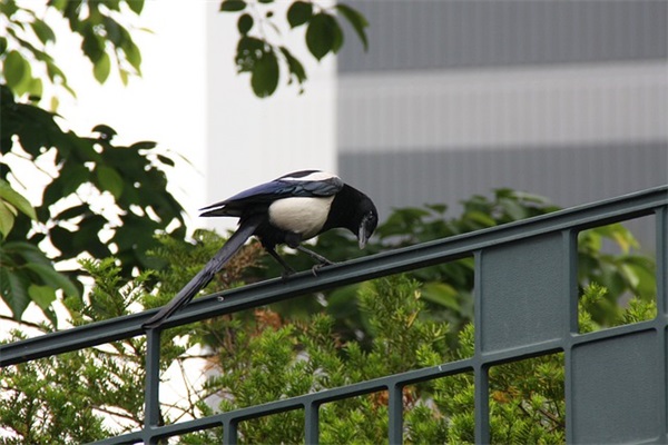 六十六大寿贺词 六十六大寿祝福语八个字(精选38句) 六十六大寿贺词 六十六大寿祝福语八个字(精选38句)