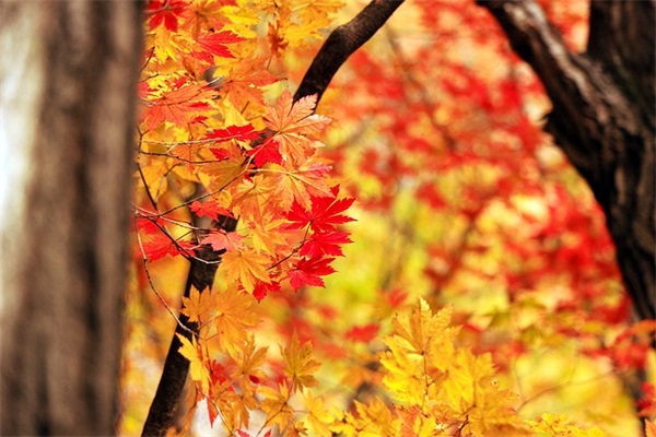 教师节祝福老师的话朴实(教师节送给老师的话语)