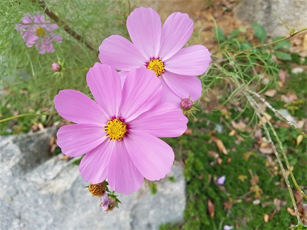 元宵节祝福句子英文(通用34句)