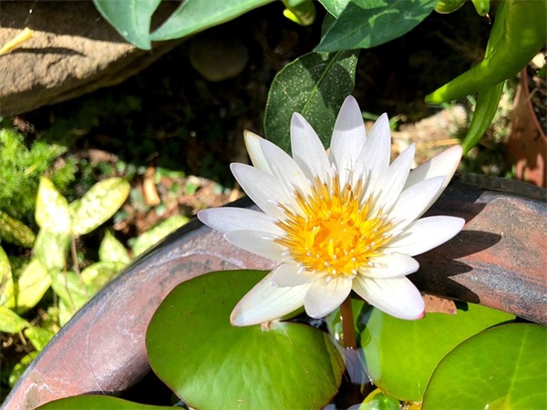 春节对学生的祝福语-66句