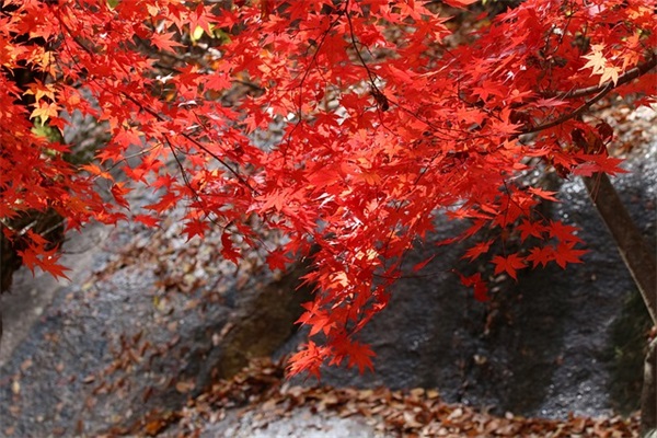描写瀑布的经典句子